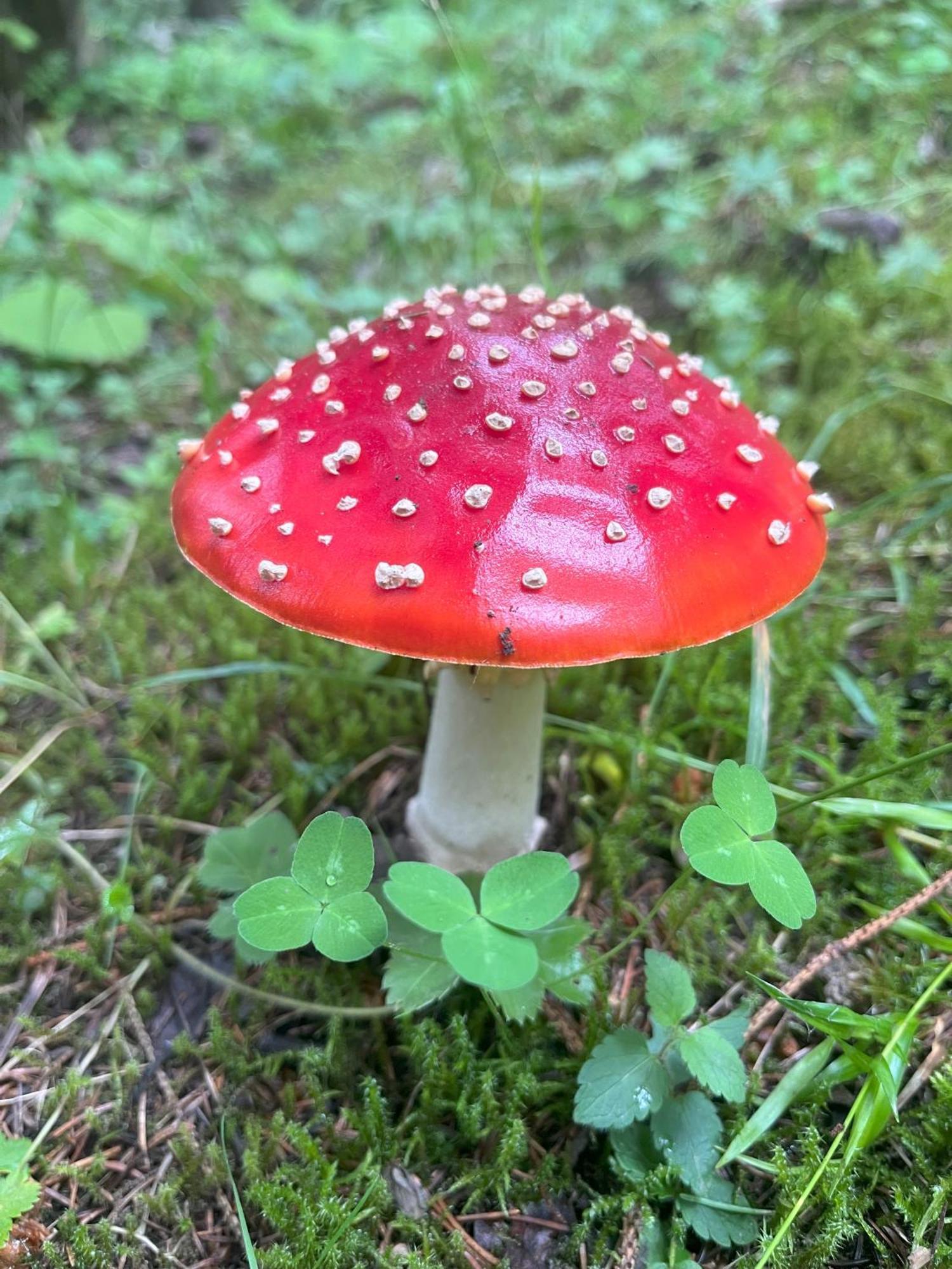Haus Voglreiter - Inkl Sommerkarte, Zentrale Und Ruhige Lage, Garten Mit Spielplatz Kaprun Kültér fotó
